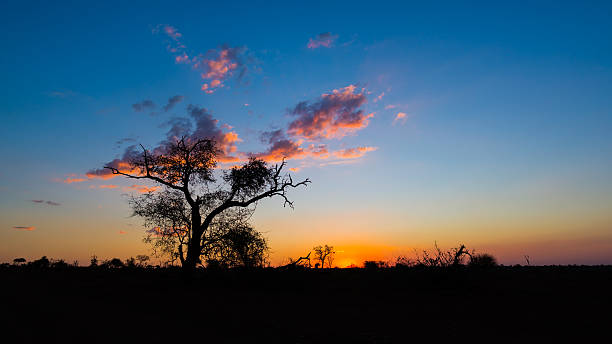 アフリカの茂みの中でアカシアの木のシルエットと夕日 - landscape panoramic kalahari desert namibia ストックフォトと画像