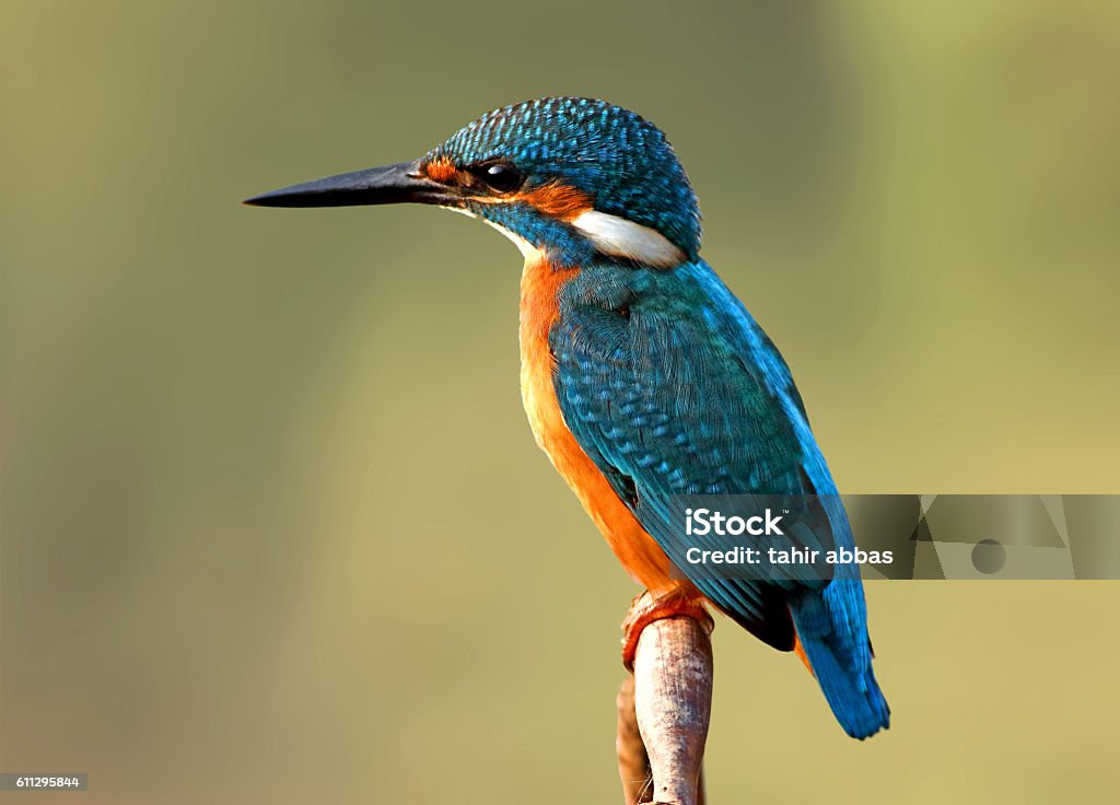 Martin pescatore comune - Foto stock royalty-free di Martin pescatore Martin pescatore comune - Foto stock royalty-free di Martin pescatore