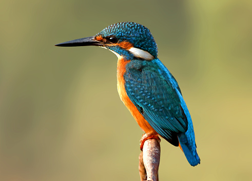 American Pigmy KingFisher on a river bank at Cano Negro - Costa Rica