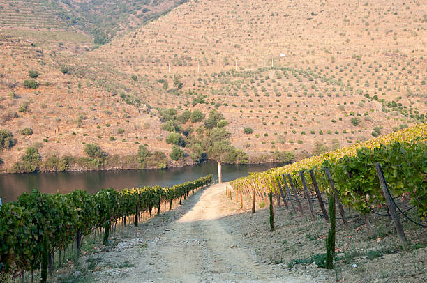 istock Vines leading down to the Douro river 611297042