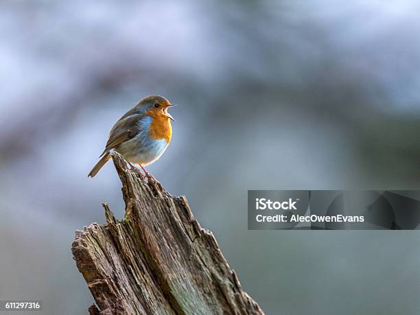 Schöne Europäische Robin Singen Stockfoto und mehr Bilder von Vogelgesang - Vogelgesang, Winter, Alt