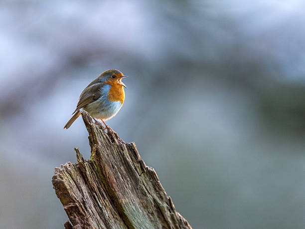 bellissimo robin europeo che canta - birdsong foto e immagini stock