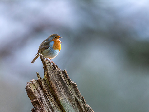 Beautiful European Robin (Erithacus rubecula) singing on an old dilapidated log, Isolated against a multicoloured background.