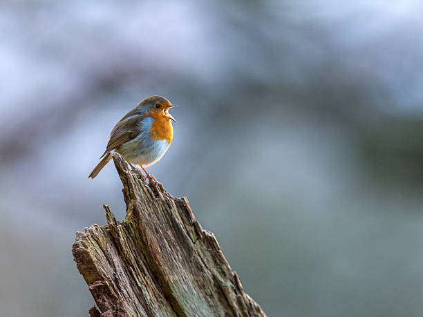 Beautiful European Robin singing Beautiful European Robin (Erithacus rubecula) singing on an old dilapidated log, Isolated against a multicoloured background. birdsong photos stock pictures, royalty-free photos & images