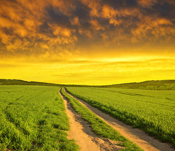 istock Dirt road in wheat field at sunset. 611297490