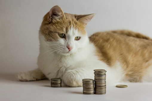 red Cat and heap of coins against white