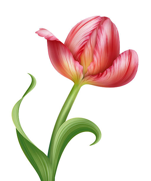 istock isolated pink parrot tulip flower illustration 611297862