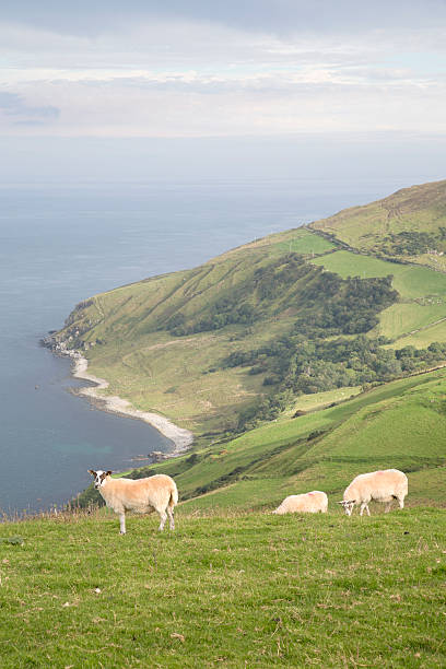 istock Sheep on Torr Head, County Antrim 611297916