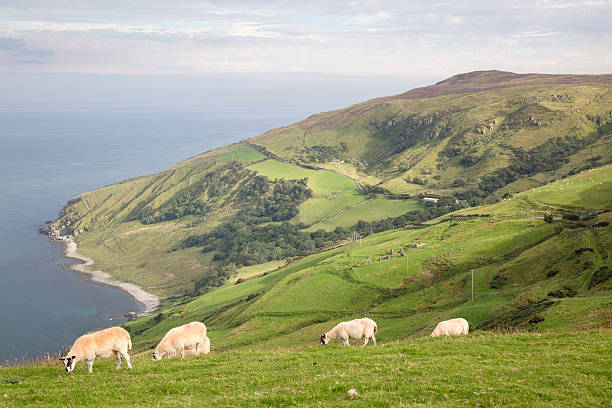 istock Sheep on Torr Head, County Antrim 611297976