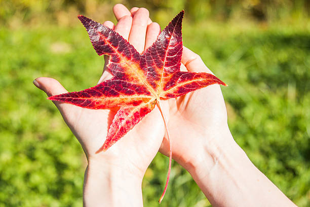 istock Red autumn leave in girl hands, selective focus 611298620