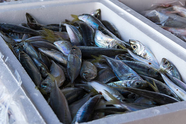 istock Fresh fish and shellfish in Cambrils Harbor, Tarragona, Spain. 611298720