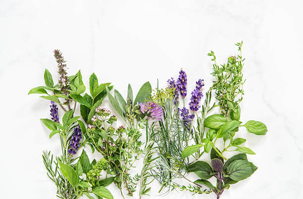 istock Fresh herbs basil, rosemary, sage, thyme, mint, dill, savory 611298914