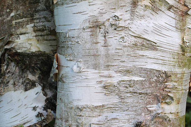 istock The trunk of a birch 611298930