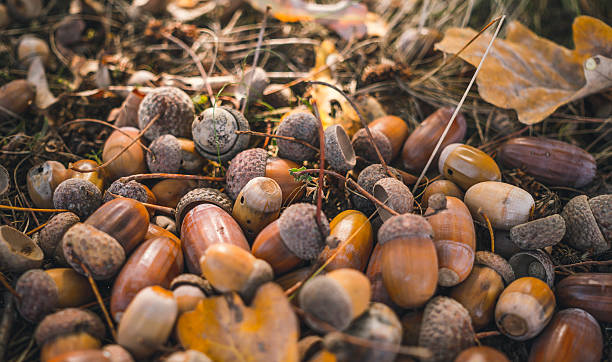 Ripe Golden acorns. Beauty of autumn nature Autumn beauty of the forest. Colorful ripe fallen acorns in an oak grove walnut grove stock pictures, royalty-free photos & images