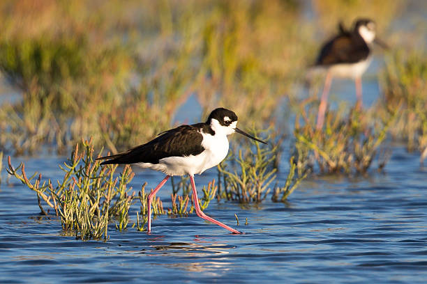 istock Black-necked stilt, seen in a North California marsh 611299428