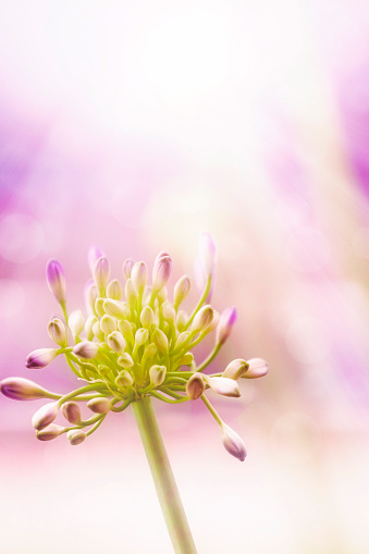 Abstract Floral with defocused background, backlit, with bokeh