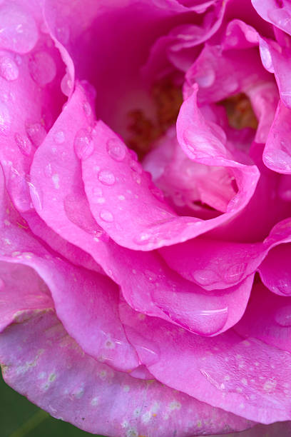 istock Beautiful pink rose closeup. 611299690