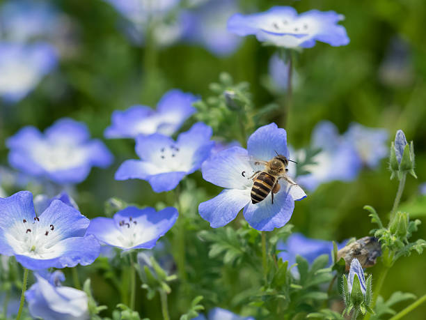istock Honey bee and blue flowers 611300292