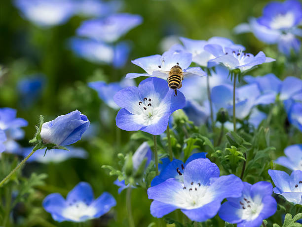 istock Honey bee and blue flowers 611300322