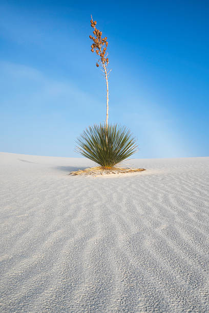 istock Yucca Plant White Sands National Monument 611300350