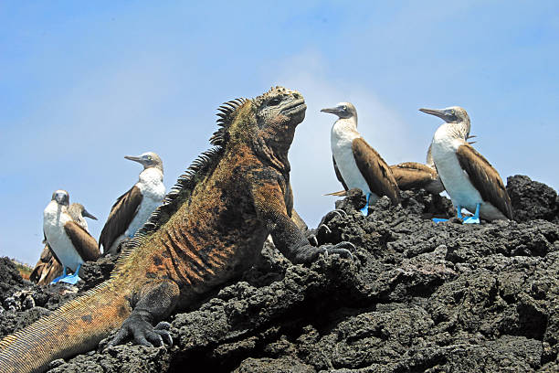 Marine iguana with blue footed booby on Galapagos Marine iguana looking at the blue footed booby, boobies on Isabela Island in Galapagos, Ecuador. Galapagos, Ecuador iguana photos stock pictures, royalty-free photos & images