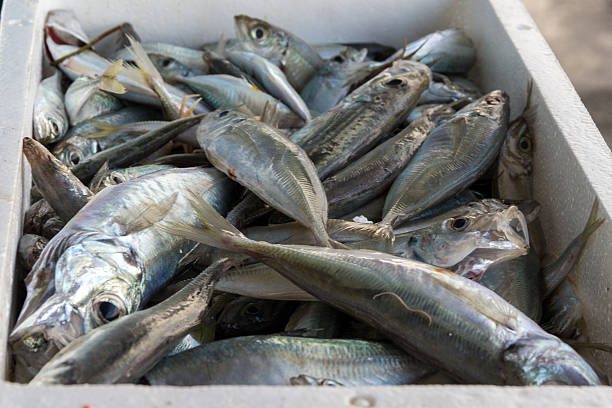 istock Fresh fish and shellfish in Cambrils Harbor, Tarragona, Spain. 611301104