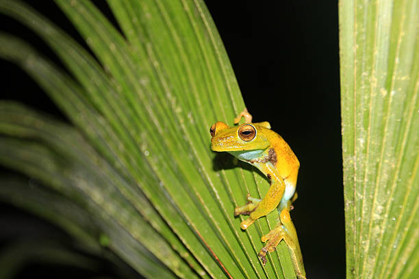 istock Palm tree frog sitting on a leave, Mindo, Ecuador 611301252