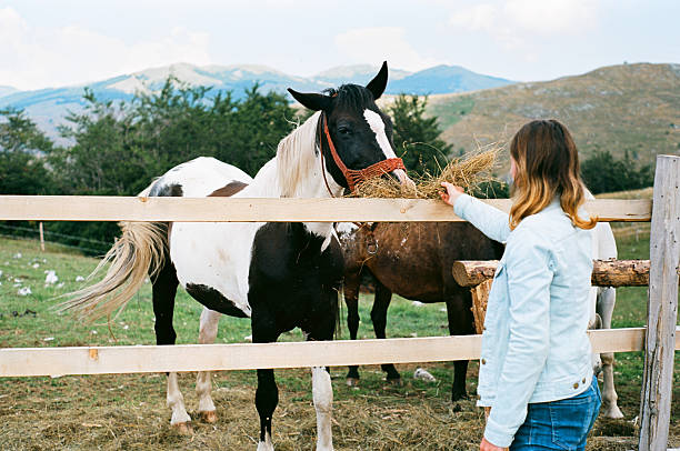 istock Woman feeding horses 611301614