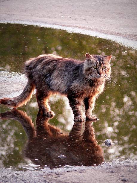 istock Unusual cat in the village 611303480