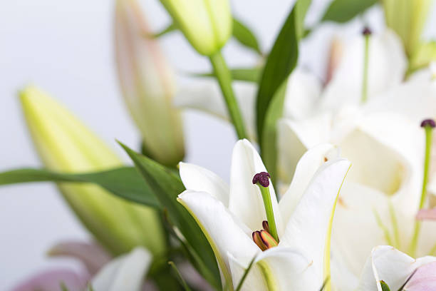 istock White and pink lily flowers bouquet close up 611303486