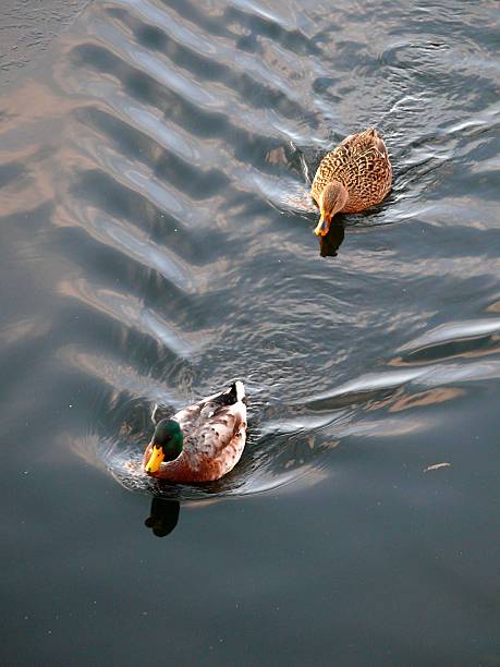 istock Good duck in the village 611303634