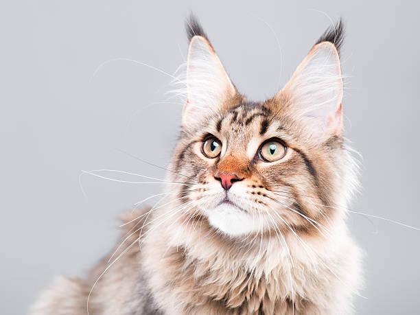 istock Portrait of Maine Coon cat 611303700