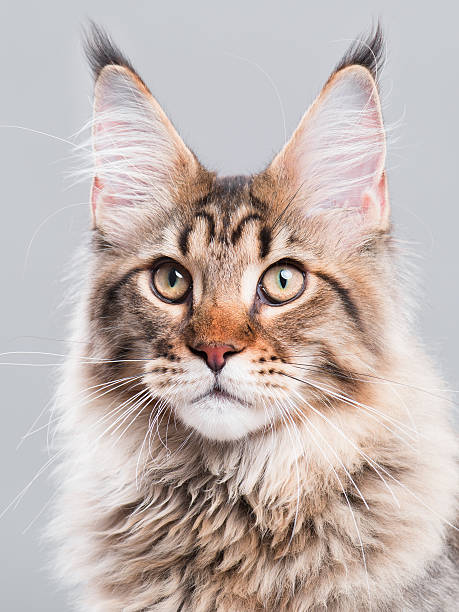 istock Portrait of Maine Coon cat 611303742