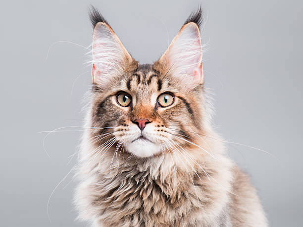 istock Portrait of Maine Coon cat 611303796