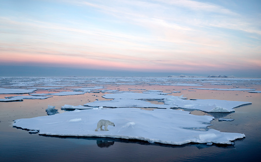 A polar bear on the pack ice in the Arctic Ocean north of Spitsbergen, Svalbard during sunset.