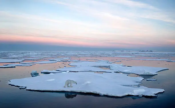 Photo of Polar Bear Pack Ice