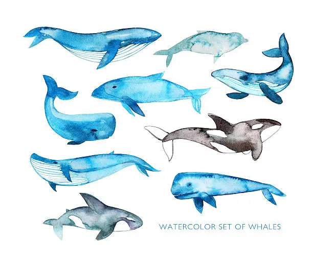 Photo of Collection of hand drawn watercolor whales.