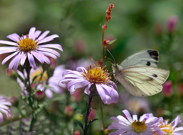 istock white butterfly sitting on flower 611304252