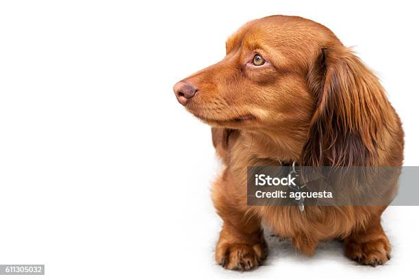 Long Haired Miniature Dachshund Isolated On White Stock Photo - Download  Image Now - Animal, Animal Hair, Brown - iStock