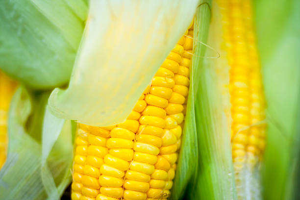 istock Sweet corn with yellow and green color. 611305124