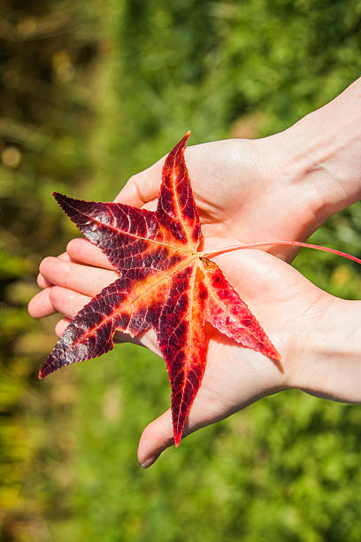 istock Red autumn leave in girl hands, selective focus 611307042
