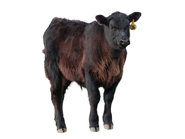 A young black Aberdeen Angus beef calf standing, isolated on a white background. The livestock animal has a yellow ID tag in its left ear.