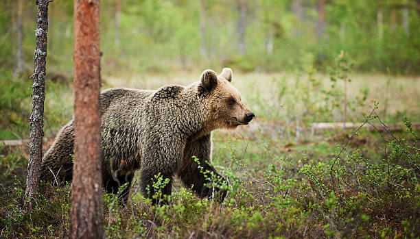 istock Brown bear in the finnish forest 611307724