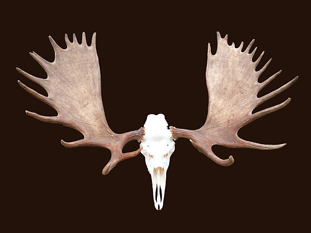 istock Large Bull Moose Antlers Horns Isolated Animal Skull 611307772