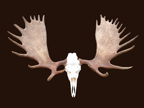 An animal trophy rack of large bull Moose antlers, including the attached white skull, isolated on a dark brown background.