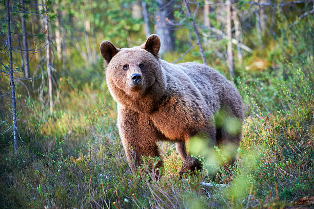 istock Brown bear in the finnish forest 611307908