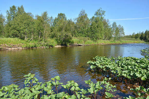 istock Taiga river in the Northern Urals. 611308238