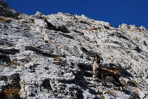 istock chamois in rocky terrain 611308284