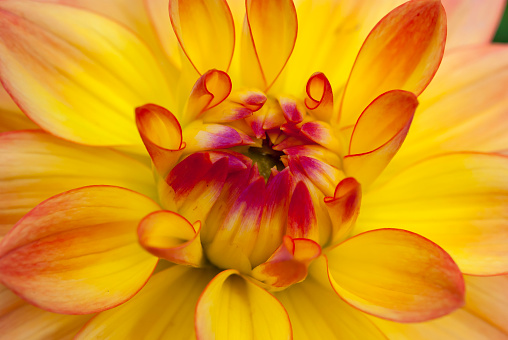 Close-up of red petal from a flower. extreme macro shot.