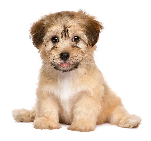 Cute havanese puppy dog is sitting frontal and looking at camera, isolated on white background